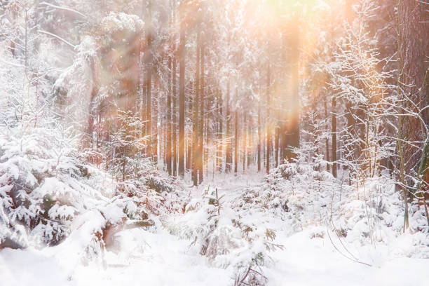 istock Winter landscape. Forest under the snow. Winter in the park. 1175672089