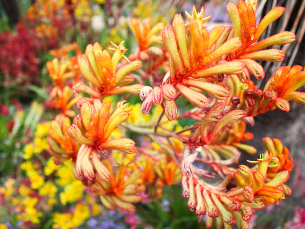 цветок кенгуру лапа - разноцветные полевые цветы австралии - single flower desert spring red стоковые фото и изображения