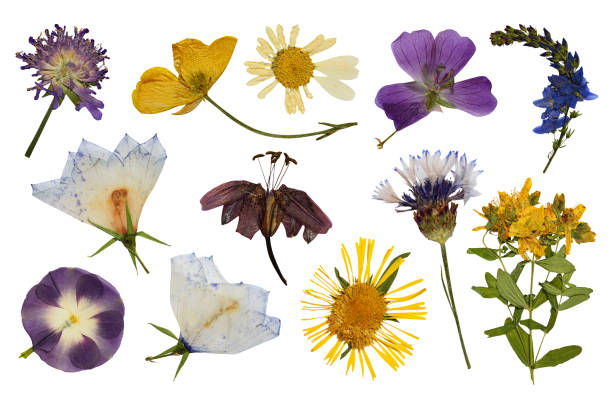 istock Set of wild dry pressed flowers 1175673700