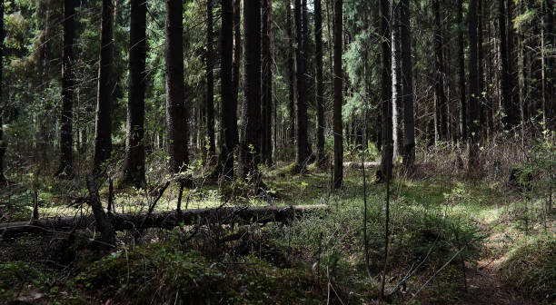 istock Pine forest. Depths of a forest. Journey through forest paths. Trees without foliage in early spring. Trekking through the reserve. 1175673729