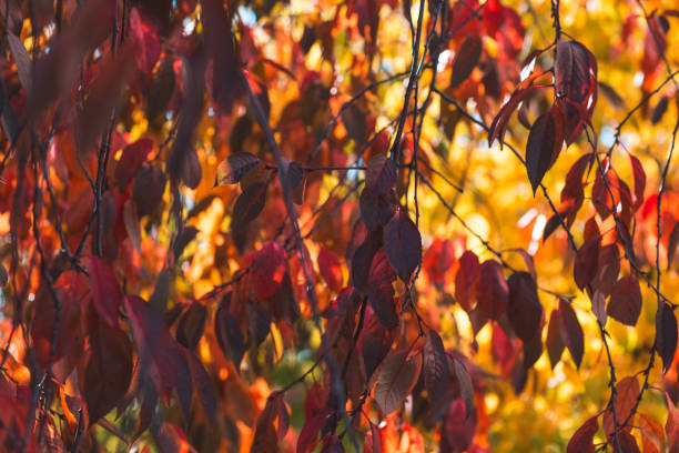 istock Colorful autumn leaves in the natural environment 1175673768