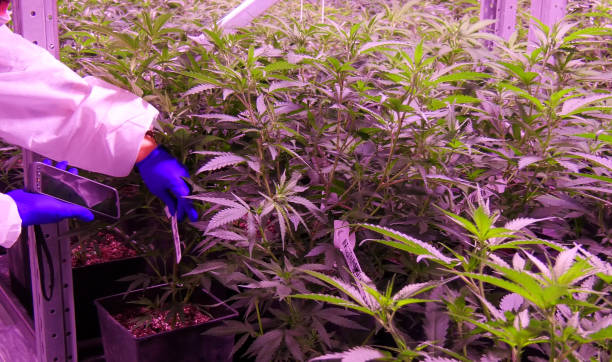 worker with electronic device controling cannabis plant growth worker with electronic device controling cannabis plant growth image healthy marijuana cannabis plant growing in a garden stock pictures, royalty-free photos & images
