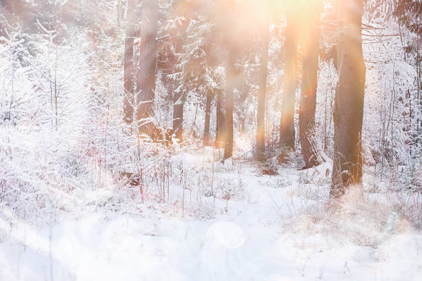 istock Winter landscape. Forest under the snow. Winter in the park. 1175676636