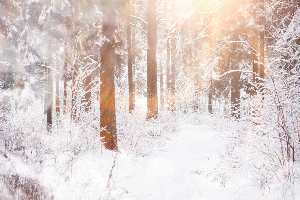 istock Winter landscape. Forest under the snow. Winter in the park. 1175676671