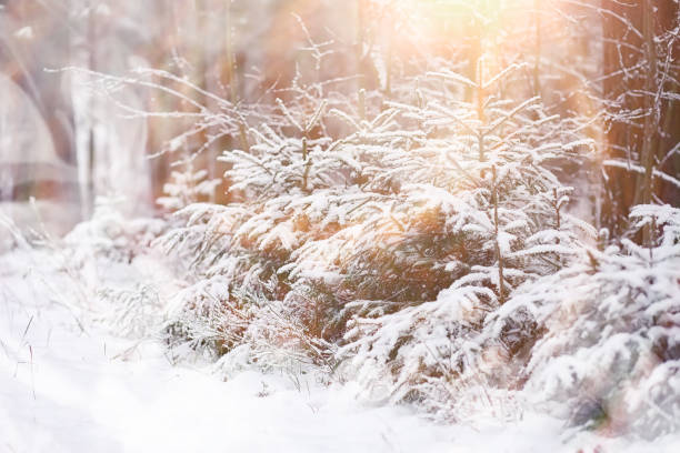 istock Winter landscape. Forest under the snow. Winter in the park. 1175676698