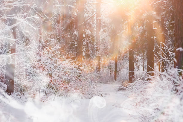 istock Winter landscape. Forest under the snow. Winter in the park. 1175676741