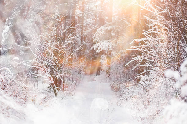 istock Winter landscape. Forest under the snow. Winter in the park. 1175676793