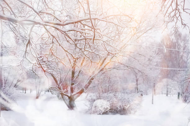 istock Winter landscape. Forest under the snow. Winter in the park. 1175676863