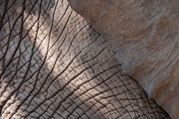 istock elephant skin close up detail 1175678470
