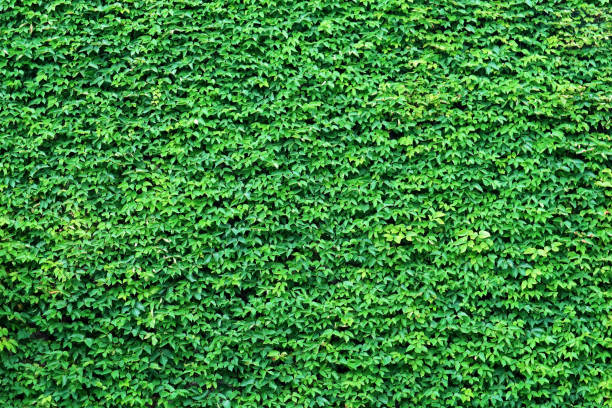 istock Tropical Green Leaves for Background, Texture and Wallpaper 1175678878