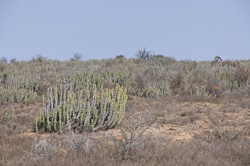 Noors (euphoria-stellispina) growing in the Noorsveld,Jansenville,South Africa