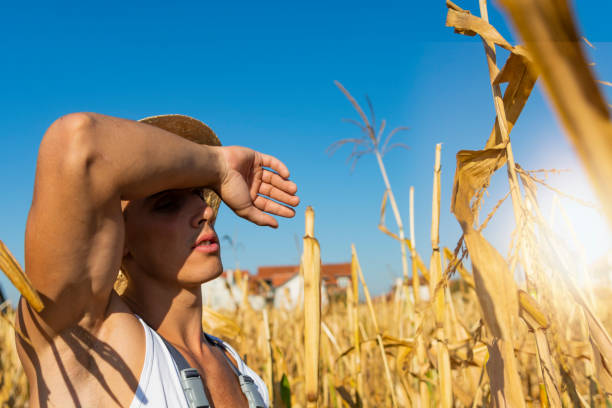 Farmer standing in sunny field of corn