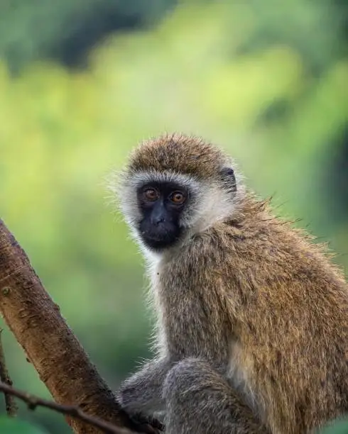 Photo of Vervet Monkey