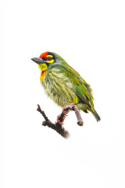 istock Coppersmith Barbet perching on a perch isolated on white background 1175682149