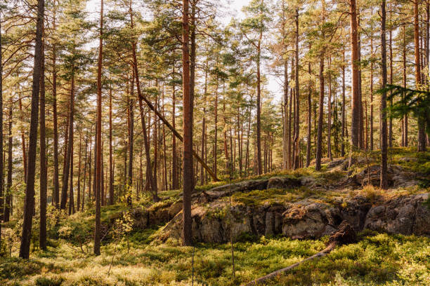 Sortavala City located in Republic of Karelia, Russia. City view. Forest/wood landscape.