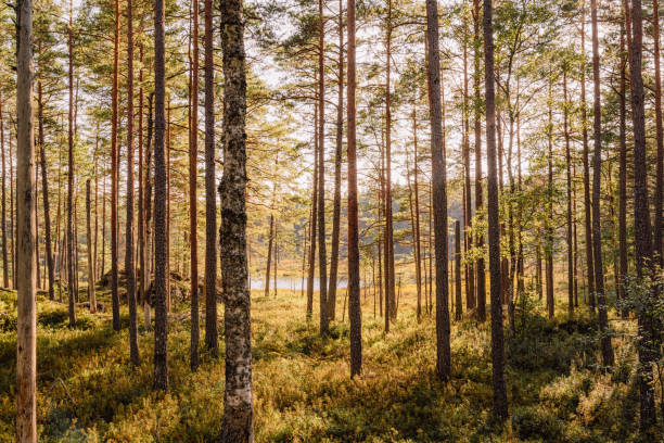 Beautiful forest in Tiveden Sweden nature landscapewalking trail in Vitsand virgin forest primeval Photo taken in daytime in sunlight in early summer
