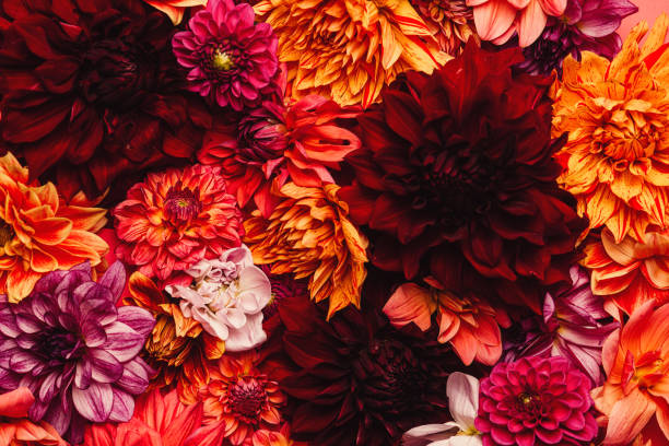 istock Dahlia colorful flower background 1175683770