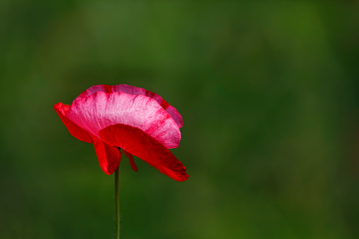 Close up picture of a poppy blossom