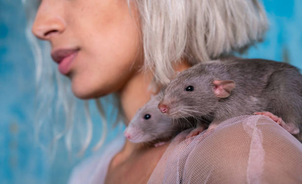 jeune femme blond jouant avec ses rats d'animal familier - rat race photos et images de collection
