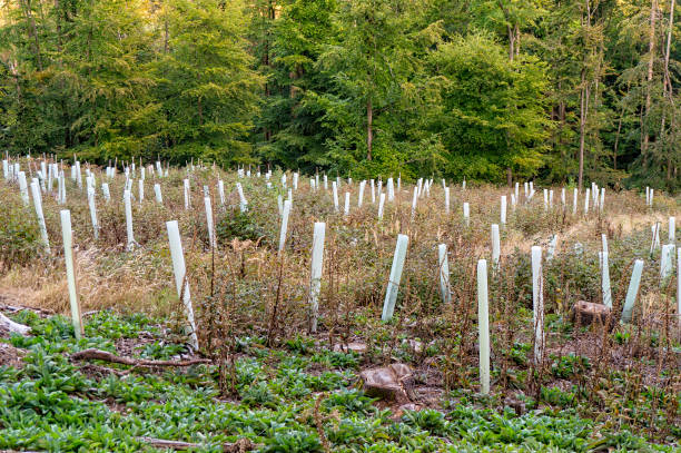 istock Afforestation in the forest 1175685134