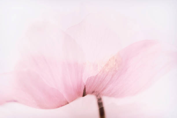 istock Blurry red flower petals pastel background anemone 1175685719