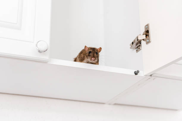 low angle view of small rat in white kitchen cabinet low angle view of small rat in white kitchen cabinet crop sprayer stock pictures, royalty-free photos & images