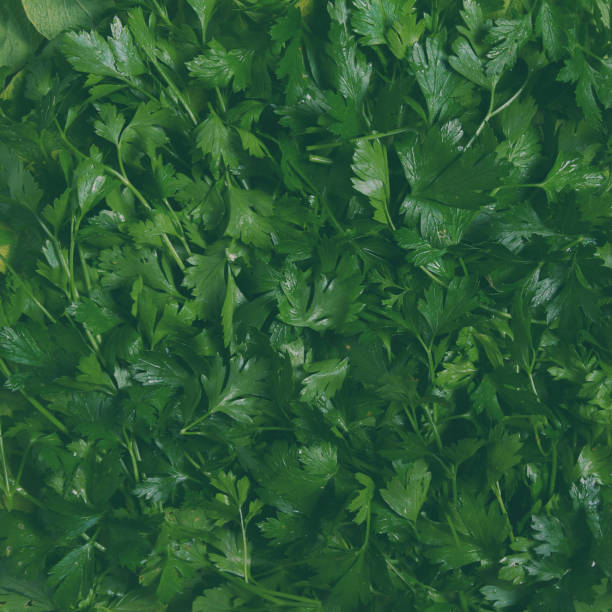 istock Creative layout made of green leaves. Green texture background surface with leaves 1175685865