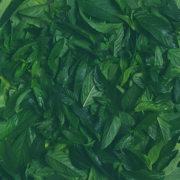 istock Creative layout made of green leaves. Green texture background surface with leaves 1175685987