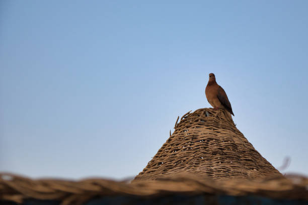 Egypt, Marsa Alam, Akassia resort outdoors