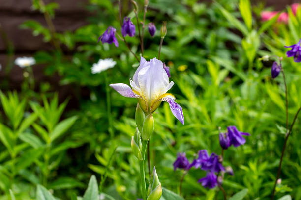 istock Purple, white, blue and violet blooming Iris xiphium (Bulbous iris, sibirica) on green leaves ang grass background in the garden in spring and summer. 1175687619