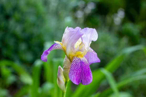 istock Purple, white, blue and violet blooming Iris xiphium (Bulbous iris, sibirica) on green leaves ang grass background in the garden in spring and summer. 1175687627