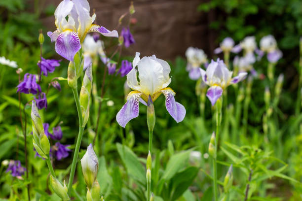 보라색, 흰색, 파란색과 보라색 꽃 아이리스 xiphium (구불 홍채, sibirica) 녹색 잎에 봄과 여름 정원에서 잔디 배경. - cosmos flower cut flowers daisy family blue 뉴스 사진 이미지