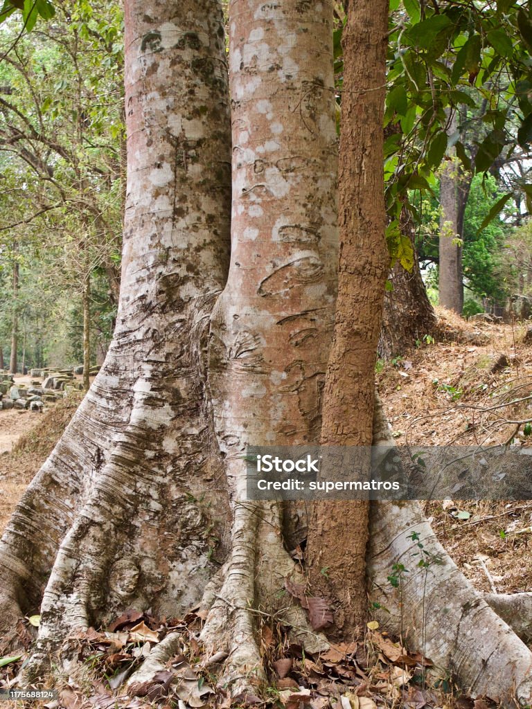 Huge Tree Rvt Huge Trees With A Powerful Root System Stock Photo - Download Image Now ...