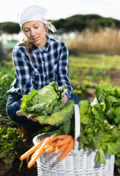 istock Joyful young woman harvesting vegetables in a basket 1175689486