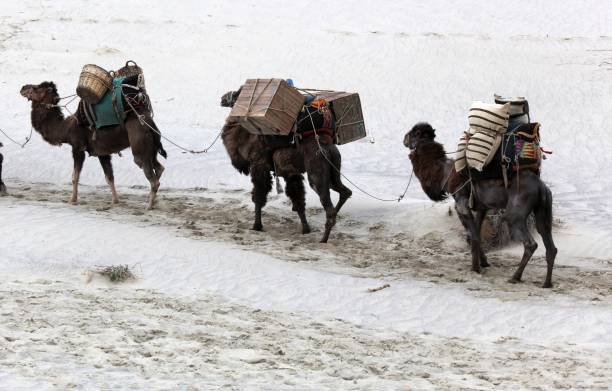 istock A camel caravan walking in the desert 1175689578