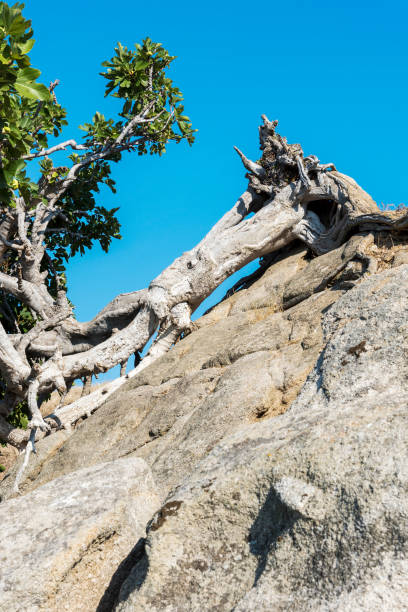 przewrócone drzewo figowe na skalistym wyspie ammouliani, halkidiki, grecja - halkidiki leaf branch tree trunk zdjęcia i obrazy z banku zdjęć