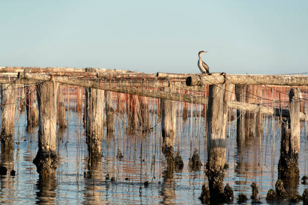 istock Mussels breeding in Chioggia Italy 1175691489