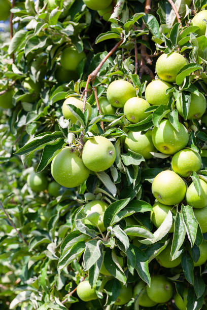 istock Farm harvest, ripe apples on branches 1175692702