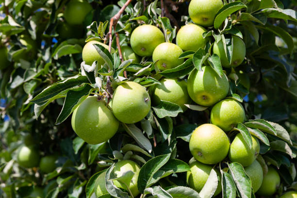 istock Farm harvest, ripe apples on branches 1175692708