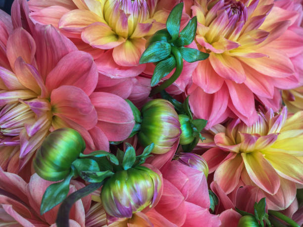 Background with pink and yellow dahlias.\n\nDahlias symbolize elegance, inner strength, creativity, change, and dignity. They are also known to represent one who stands strong in his/her sacred values.