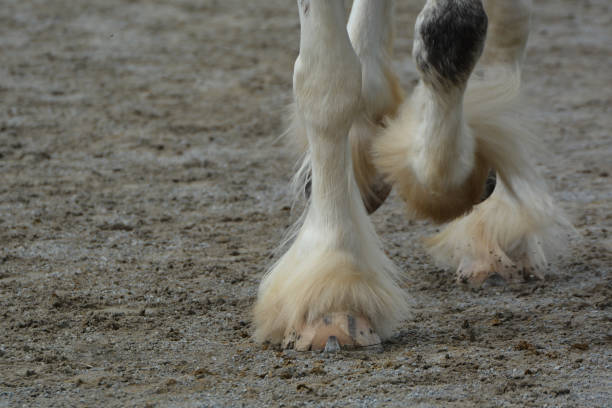 Close up of heavy horse hooves trotting