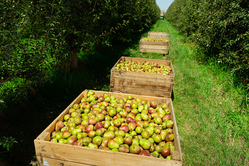 Large boxes with harvested ripe pears standing in green summer orchard