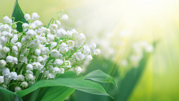 istock Lily of the valley (Convallaria majalis), blooming spring flowers 1175695666