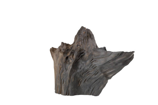 istock Mounted piece of bog oak on a white background 1175696214
