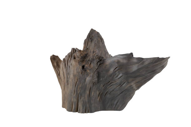 istock Mounted piece of bog oak on a white background 1175696234