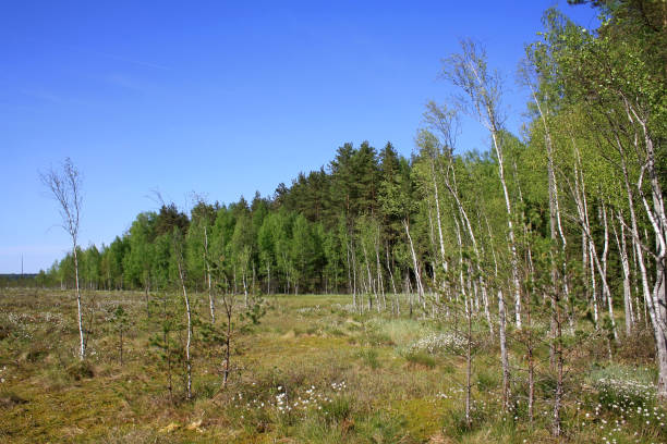 istock Landscape in Berezinsky Biosphere Reserve 1175696288