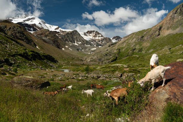 istock Martell valley in South Tyrol (Italy) 1175696556