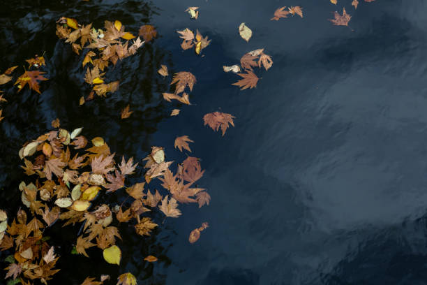 istock Autumn leaves floating on the surface of water 1175697362