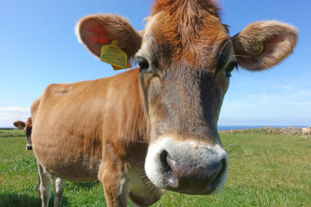istock Happy cows relax in grassy field 1175699432