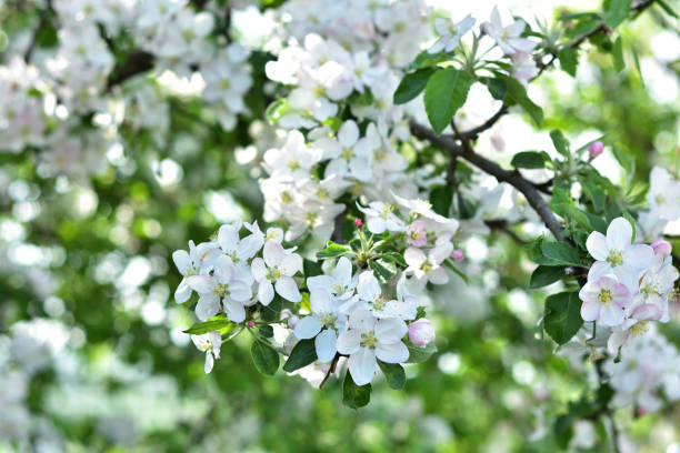 istock White apple flowers against a blurred background 1175701071